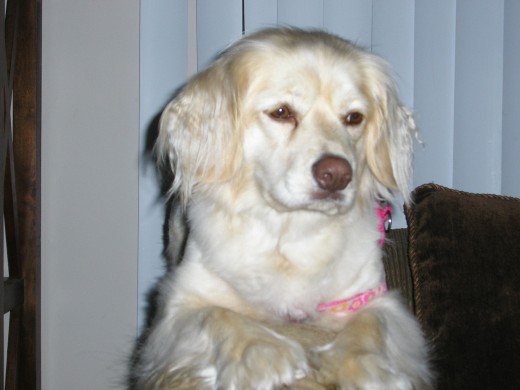 Bonnie es mi bebe, y le encanta sentarse en el sillon. Bonnie es mi bebe, y le encanta sentarse en el sillon.